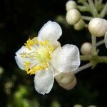 Saurauia yasicae Flor