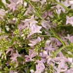 Stenaria nigricans Flower