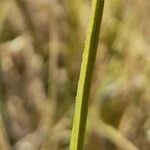 Carex firmicaulis