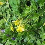 Aquilegia chrysantha Blüte