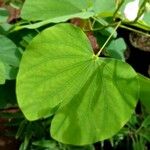 Bauhinia monandra Leaf