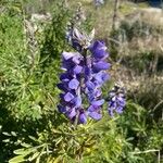 Lupinus nootkatensis Cvijet