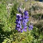 Lupinus nootkatensis പുഷ്പം