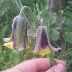 Fritillaria acmopetala Otro