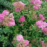 Spiraea japonica整株植物