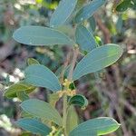 Acacia myrtifolia Blad