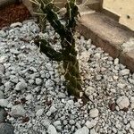 Austrocylindropuntia cylindrica Bark