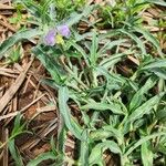 Commelina albescens 葉