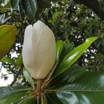 Magnolia grandifloraപുഷ്പം