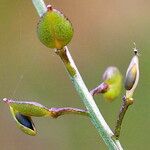 Lepidium graminifolium Φρούτο