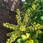 Heptapleurum arboricola Blüte