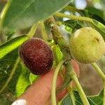 Ficus cordata Fruto