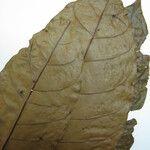 Protium robustum Drugo