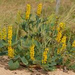 Crotalaria mitchellii Облик