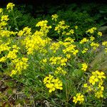Erysimum rhaeticum Habit