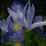 Iris virginicaFlower