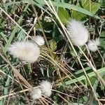 Lagurus ovatus Fruit