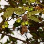 Actinidia polygama Плод