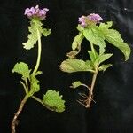 Phlomoides bracteosa Yeri