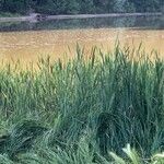 Typha × glauca Лист