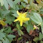 Hypericum calycinumBlodyn