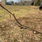 Alnus serrulata Corteza
