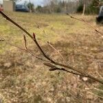 Alnus serrulata Cortiza