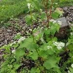 Fagopyrum esculentum Habit