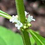 Lycopus uniflorus Flower