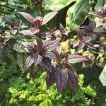 Strobilanthes auriculata Yaprak