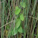 Ipomoea biflora Yaprak