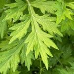 Artemisia princeps List