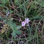 Erodium lebelii Natur