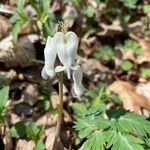 Dicentra canadensis Fleur