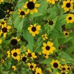 Rudbeckia trilobaŽiedas