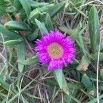 Carpobrotus glaucescens Kukka