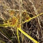 Cyperus eragrostisFrukt