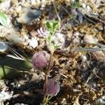 Trifolium tomentosum Kukka