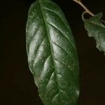 Dendrobangia boliviana পাতা