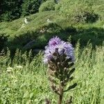 Lactuca alpina Flower