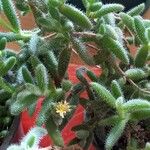 Delosperma echinatum List