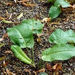 Rumex × acutus Leaf