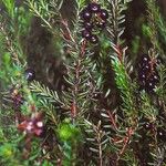Empetrum nigrum Fruto
