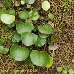 Adiantum reniforme Хабит