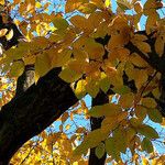 Fagus grandifolia Feuille