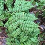 Dryopteris intermedia Hoja