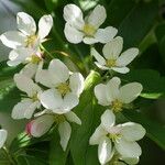 Malus toringo Floare