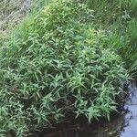 Persicaria hydropiper Hoja