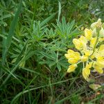 Lupinus arboreus Fiore