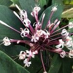 Clerodendrum quadriloculare Цвят